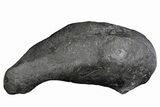 Fossil Whale Ear Bone - Miocene #177753-1